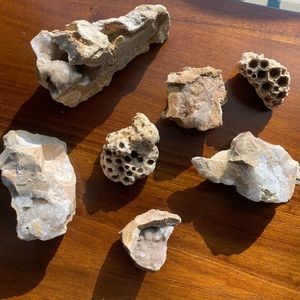 Assorted Fossils & Rocks 🪨🪸